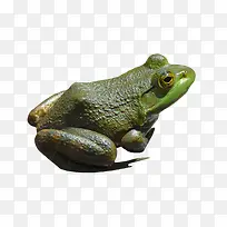 绿色青蛙素材