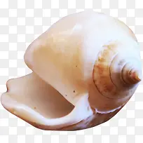 shell