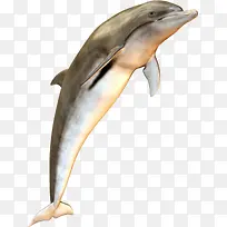 跳跃的海豚动物素材图