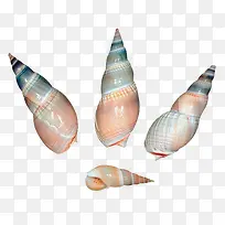 海螺螺类素材