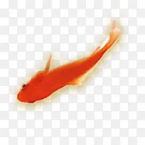 红色鱼素材动物