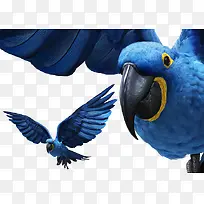 蓝色鹦鹉 鸟 动物png素材