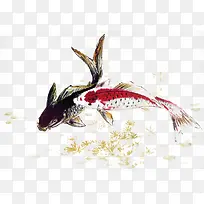 中国画-鲤鱼