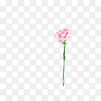 淡粉色康乃馨花枝素材