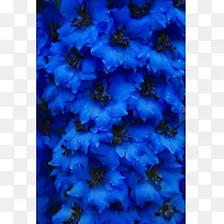 蓝色梦幻花朵装饰