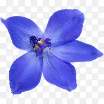 高清摄影蓝色花朵