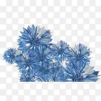 蓝色花朵手绘素材