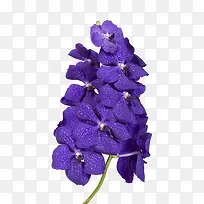 植物素材清新蓝色花朵