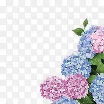 手绘粉蓝色花朵装饰