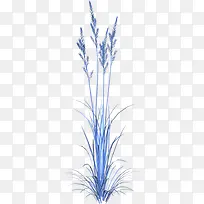 蓝色薰衣草