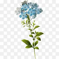 手绘淡雅蓝色花朵植物
