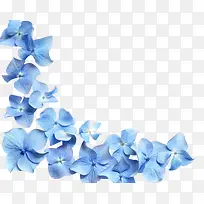 高清蓝色花朵花瓣