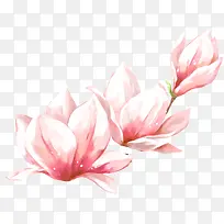 春天手绘粉色玉兰花