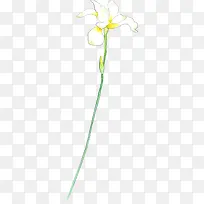 春天开放的白色兰花