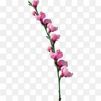 粉红木兰花