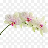 兰花花枝