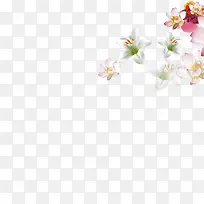 玉兰花朵