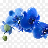 扶桑花