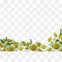 设计海报花朵植物教师节