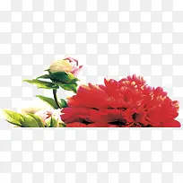 红色植物花朵效果教师节