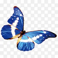 蓝色精美手绘蝴蝶