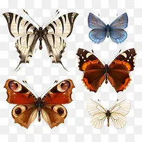复古系手绘蝴蝶标本