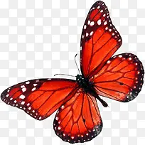 红色卡通手绘艺术蝴蝶
