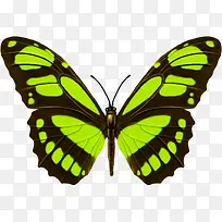 手绘绿色创意设计蝴蝶造型