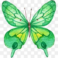 水彩绿色蝴蝶