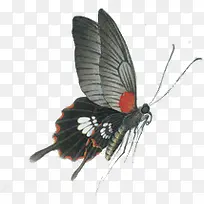 手绘蝴蝶