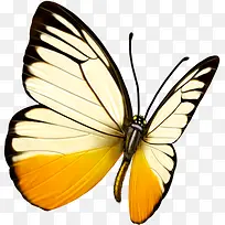 创意合成手绘质感黄色的蝴蝶