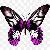 紫色唯美手绘蝴蝶