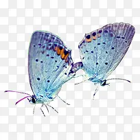 蓝色高清手绘蝴蝶