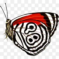 创意手绘扁平飞舞的蝴蝶