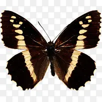 黑色手绘昆虫蝴蝶标本
