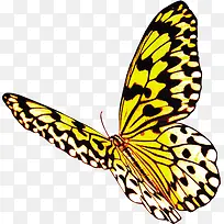 春天黄色纹理手绘蝴蝶动物