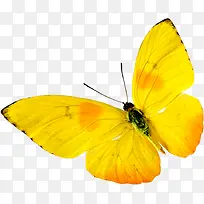 创意手绘高清黄色的蝴蝶飞舞