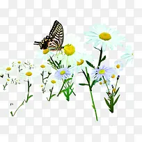 春天自然花朵蝴蝶