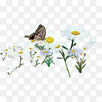 创意手绘合成效果植物蝴蝶