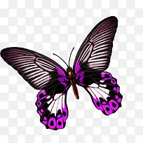 紫色美丽蝴蝶手绘