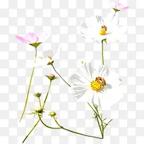 白粉色清新春季小花花海装饰