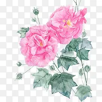手绘木芙蓉