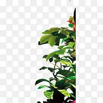 高琴摄影植物花卉绿叶
