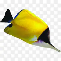 海底世界动物黄色鱼