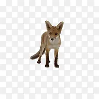 狐狸