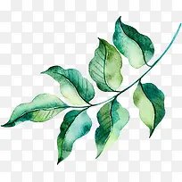 手绘水墨绿色的树叶