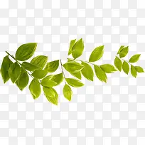 手绘黄绿色夏季植物树叶