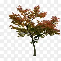 夏季红色树叶景观
