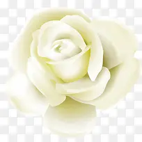 七夕白色玫瑰花素材