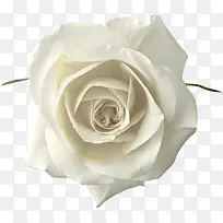 白色纯洁玫瑰高清